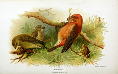 Illustration of a bird.