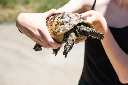 Close-up woman hand keep the tourtle, black top in background