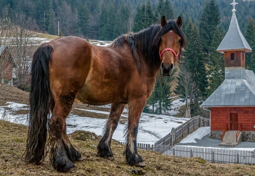 Horse near the Orthodox Church, Apuseni Mountains, Romania