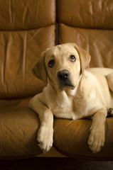 puppy labrador retriever lies on a brown leather sofa