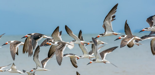 A group of birds flying over the sea. Black and white plumage and blue background. 