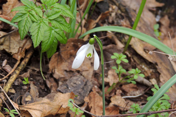 The first spring flowers