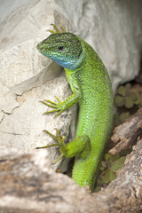 Smaragdeidechse (Lacerta viridis) - European green lizard
