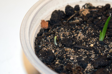 Sprouting cactus seed in plastic pot