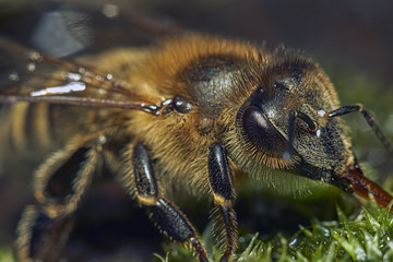 bee 43