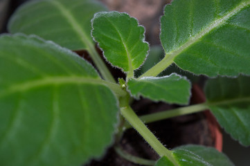 Popular houseplant gloxinia with small flower bud