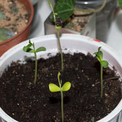 Chaenomeles japonica sprouting from seeds, variety of flowering quince with edible fruits used for...