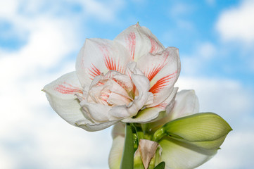 Amazing double flower of amaryllis with white-and-red petals with bright sky on the background