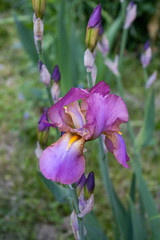 Violet bearded iris Venus Butterfly blooming in spring garden