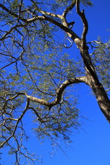 Look through branches towards the blue sky