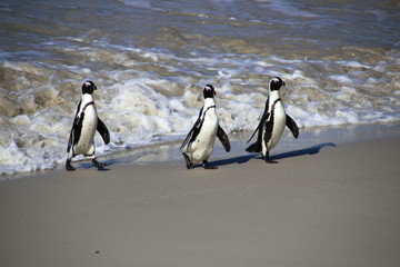 Fototapeta premium Trio of Penguins at Boulders Beach, Capetown, South-Africa