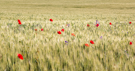 Beautiful wheat field full of poppies in the summer, Dobrogea, Romania