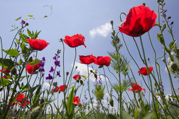 Beautiful summer landscape with poppies on a background of a blue sky, Dobrogea,Romania