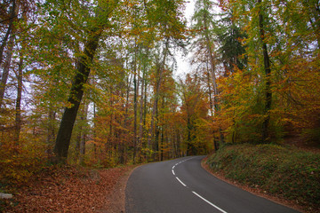 Fototapeta premium Forêt en automne