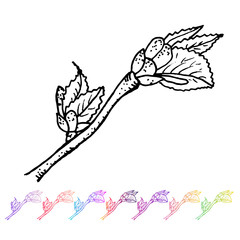 Vector Kidney bud with leaves black pattern in the plant design. Hand painted spring garden flora. Black sletch isolated on whie background with gradient colorful elements. Trunks and twigs , leaf.
