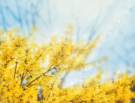 Forsythia flowers in front of with green grass and blue sky. Golden Bell, Border Forsythia (Forsythia x intermedia, europaea) blooming in spring garden bush, sun backlight.