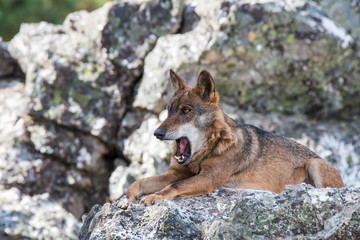 the Iberian wolf, beautiful animal of our country hated by some and loved by others