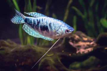 Tropical gourami fish