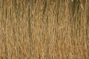 Schilf Gras Gegenlicht Schilfgras