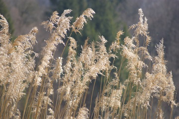 Schilf Gras Gegenlicht Schilfgras