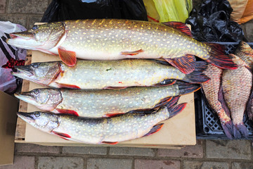 Big catch of river fish