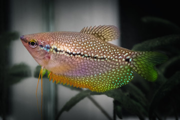 Pearl gourami fish