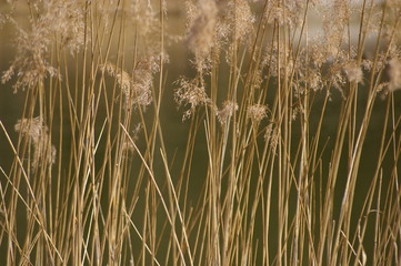 Schilf Gras Gegenlicht Schilfgras