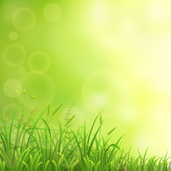 Spring natural background with green grass