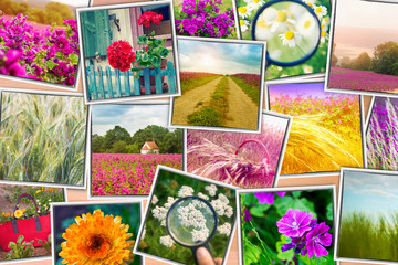 Fototapeta na wymiar collage of photographs of flowers and meadows on wooden background