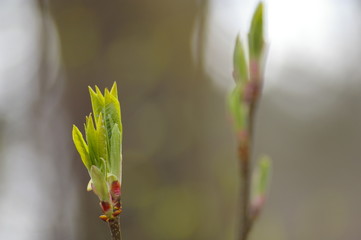 Knospe aufgehend am Strauch Licht