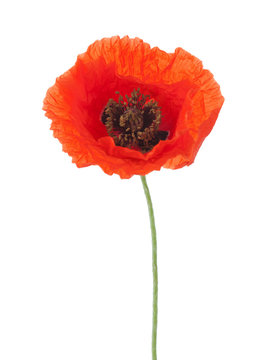 Red poppy isolated on white background.