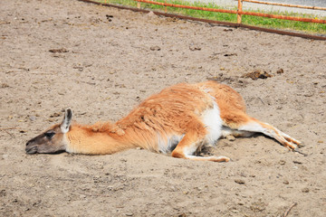 A llama will confide in a pen to children's therapy