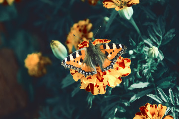 Close up of butterfly sitting on the orange marigold flower.Top view.Small tortoiseshell (Aglais urticae)