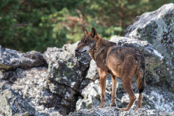 the Iberian wolf, beautiful animal of our country hated by some and loved by others