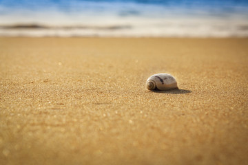 seashell on the beach low depth of field