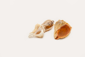 Three seashells on a white background