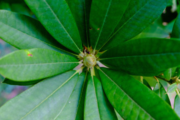 green leaves from a bush being bathed by sunlight