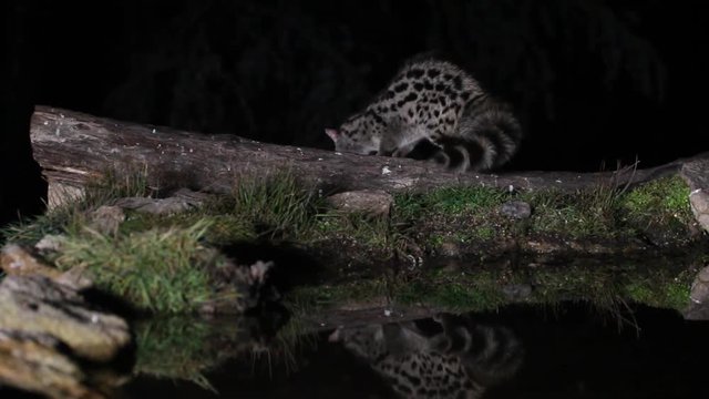Genet, Genetta. genetta