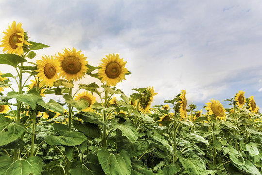 field of blooming sunflowers on a cloudy sky .Nature  background 