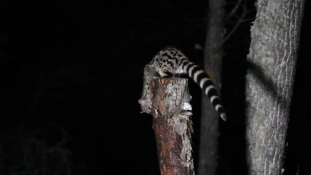 Genet, Genetta. genetta