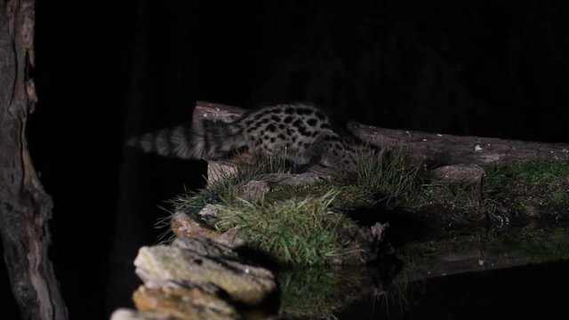 Genet, Genetta. genetta