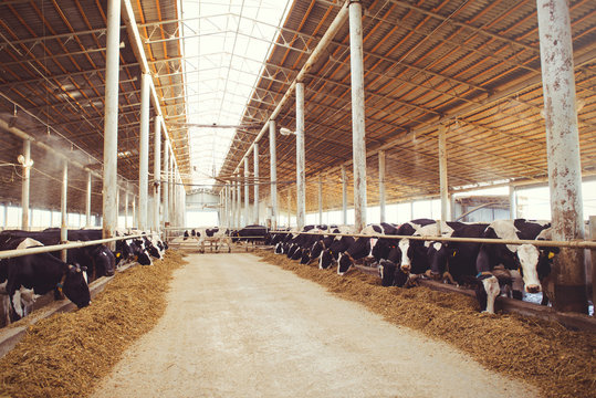 cow farm concept of agriculture, agriculture and livestock - a herd of cows who use hay in a barn on a dairy farm