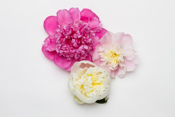 Three peonies on a white background. Flat lay