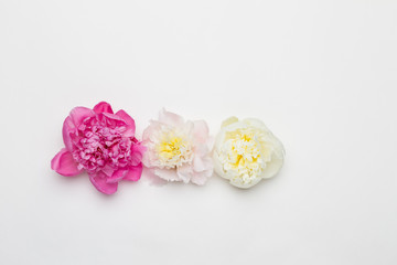 Three peonies on a white background. Flat lay