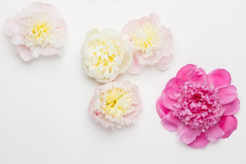 Peonies on a white background. Top view