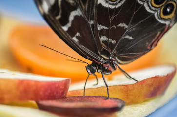Schmetterling Nahaufnahme