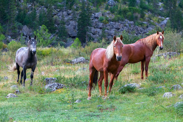 Young horses in the wild