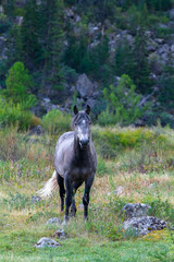 The lone gray horse on nature.