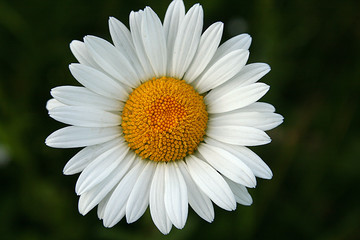 Fototapeta premium chamomile