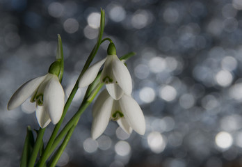 Snowdrop